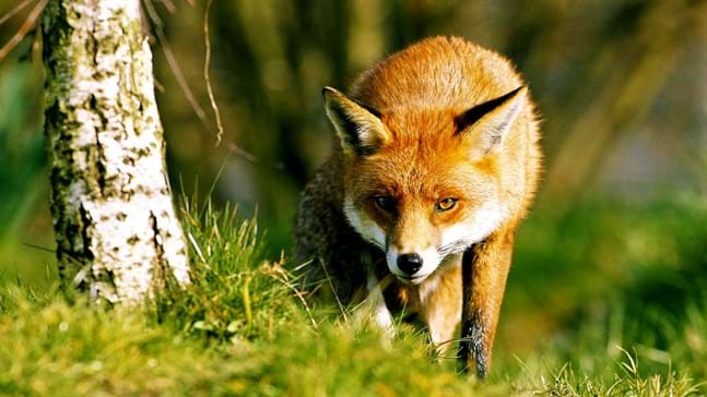 Fox icon